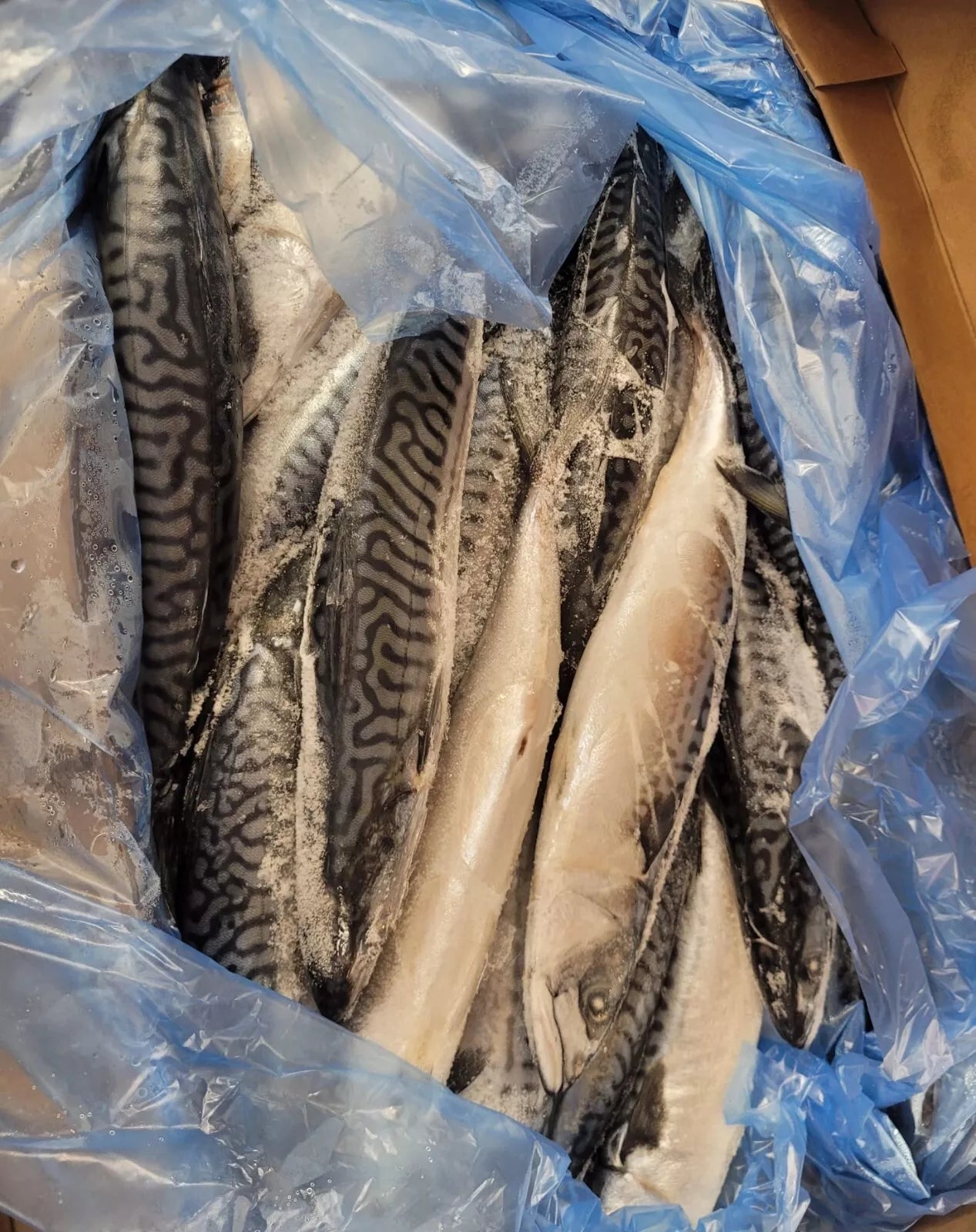 Mackerel (Titus Fish) 10kg