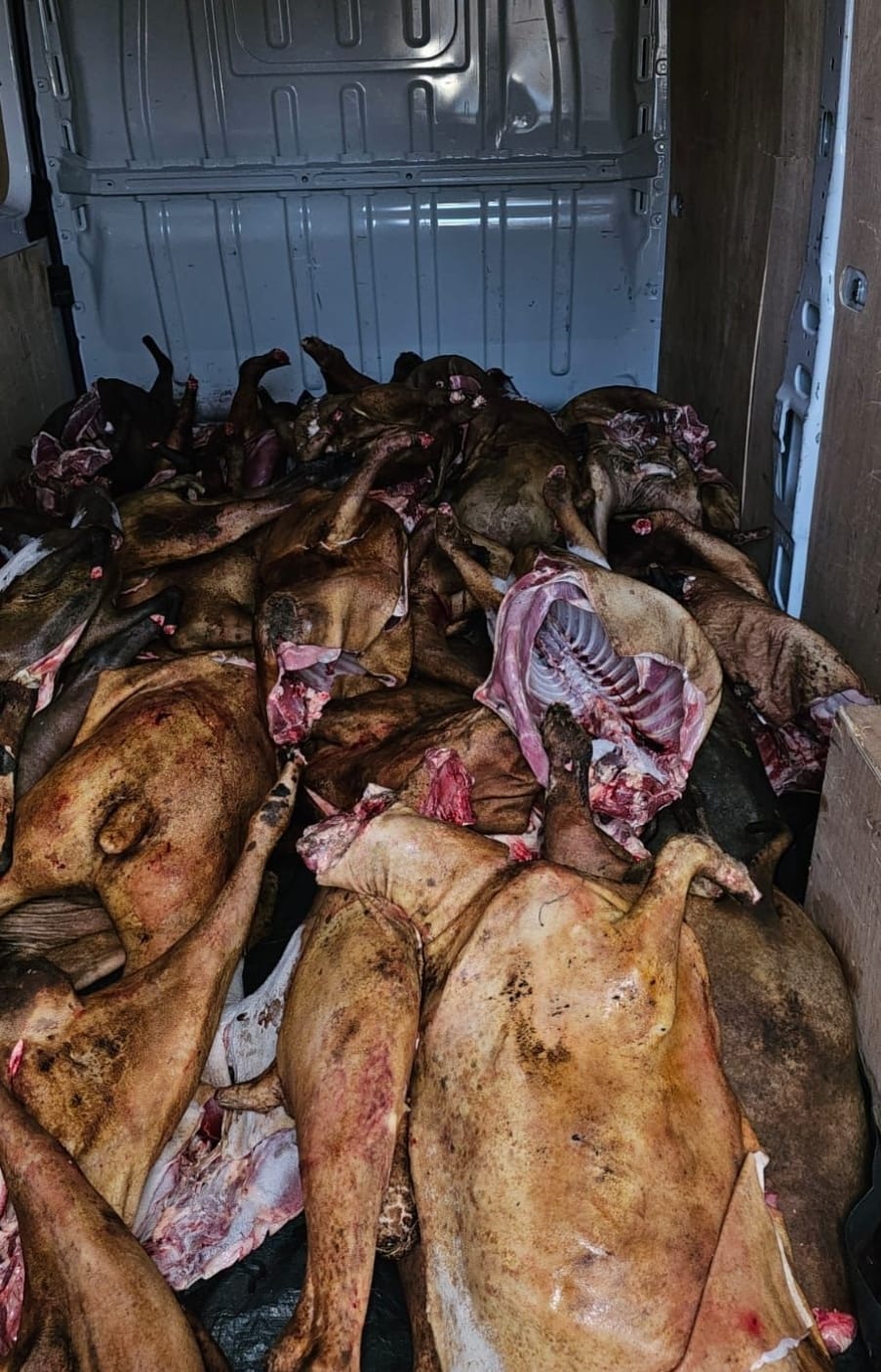 Fresh Goat meat -1.2kg