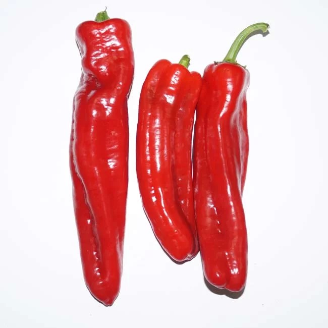 Red long pepper