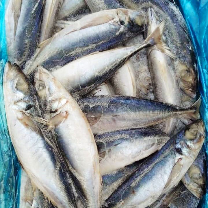Horse Mackerel Fish (Kote) 10kg