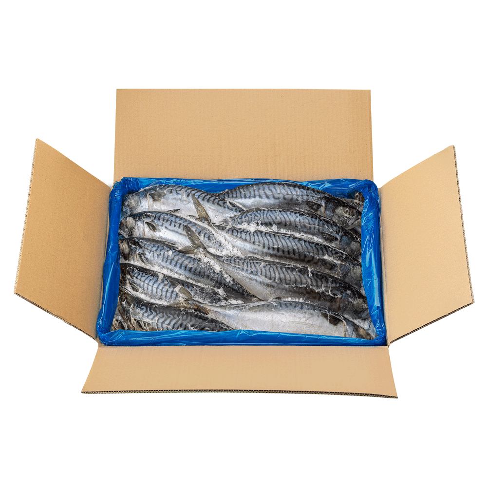 Mackerel fish (20kg)