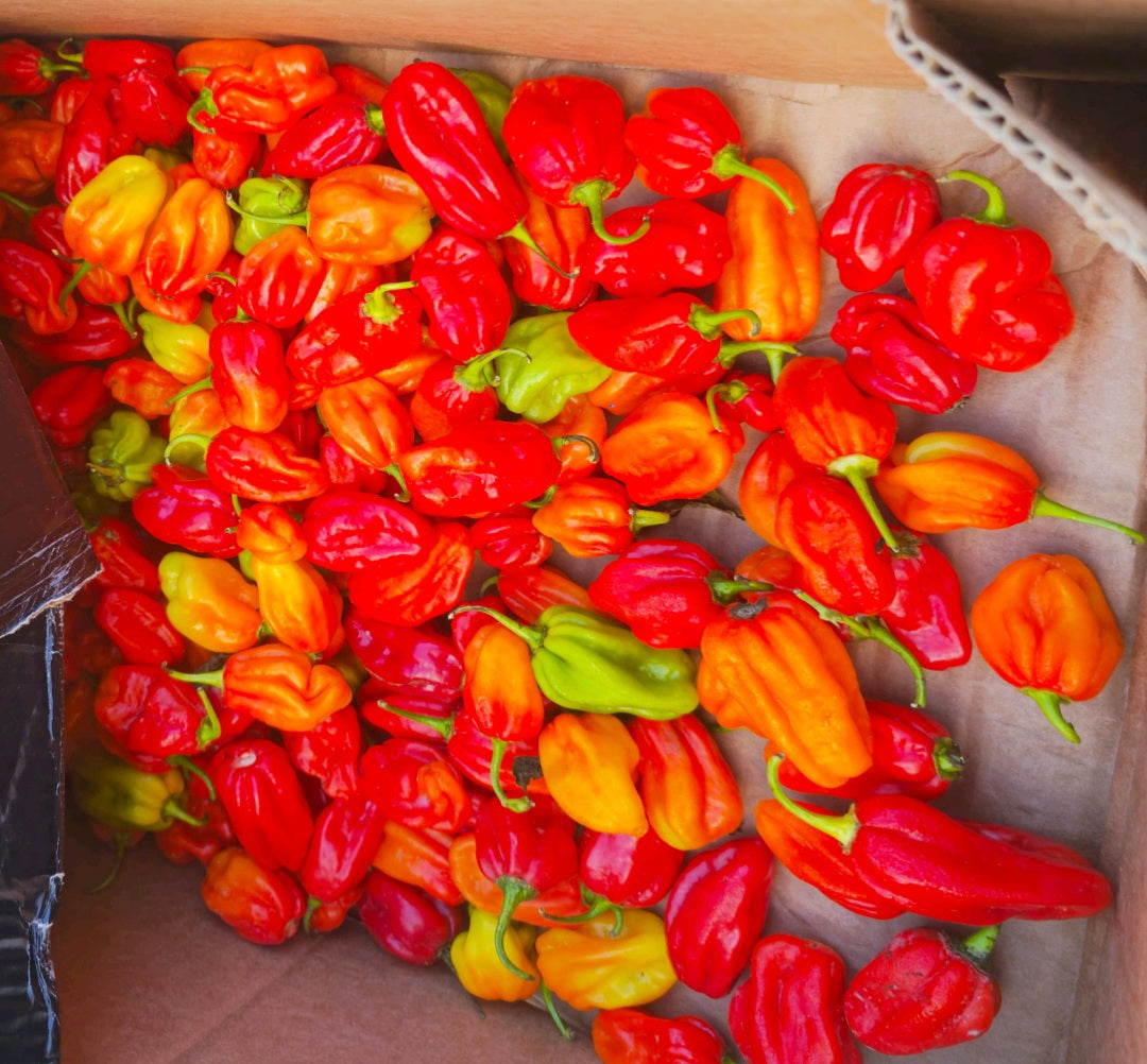 Uganda Pepper - Very Hot Pepper