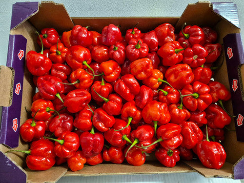 Hot Pepper (Rodo)