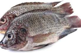 Frozen Tilapia Fish (Gutted & Scaled) 500-800g  Box